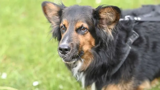 Dog from shelter, Taison | Schäferhund Collie Mix Female