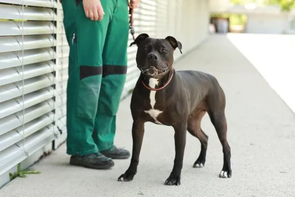Dog from shelter, Sandmann | Staffordshire Mix Male