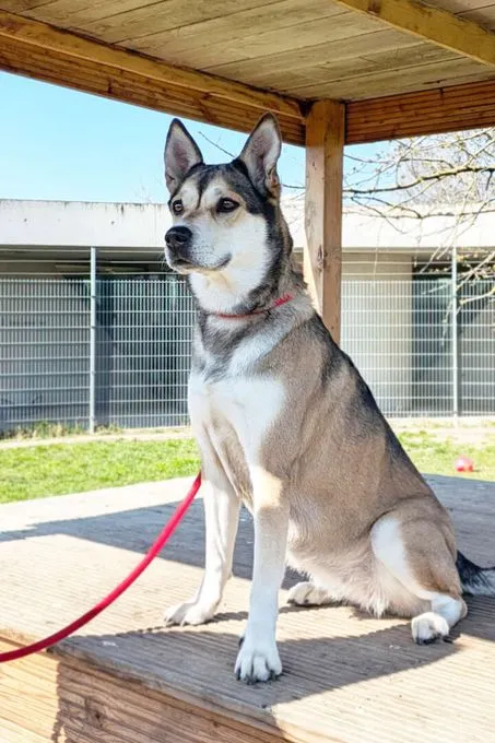 Hund aus Tierheim, Shila | Husky Labrador Mix Weiblich
