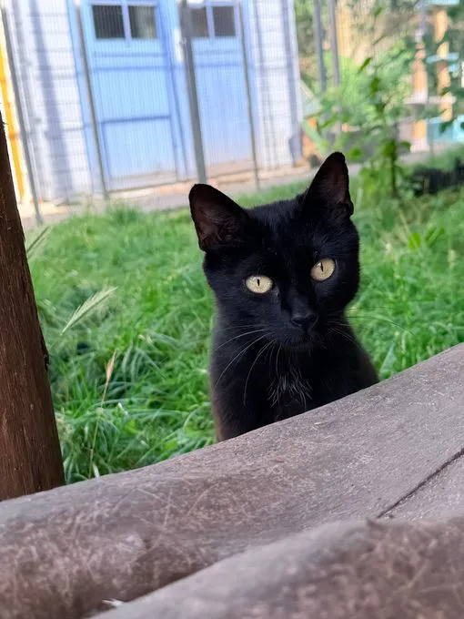 Zola - ekh zur Adoption