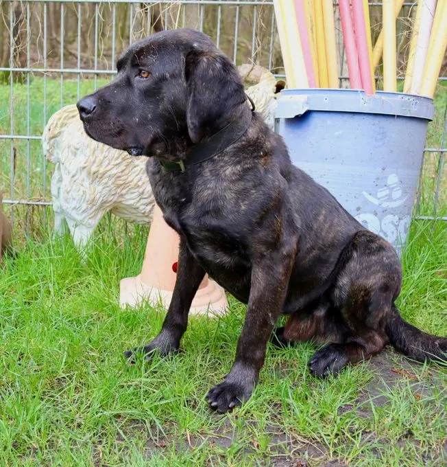 Dog from shelter, Pepito | Schwarz Cane Corso Male