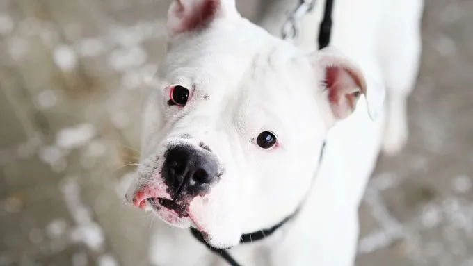 Hope - english-bulldog zur Adoption