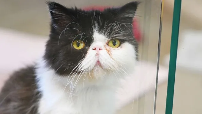 Sour Cream - Katze zur Adoption