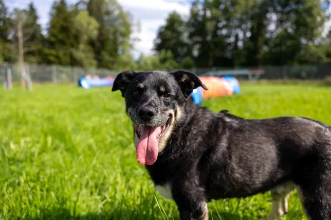 Dog from shelter, Tyson | Grau Schwarz Appenzeller Mischling Male