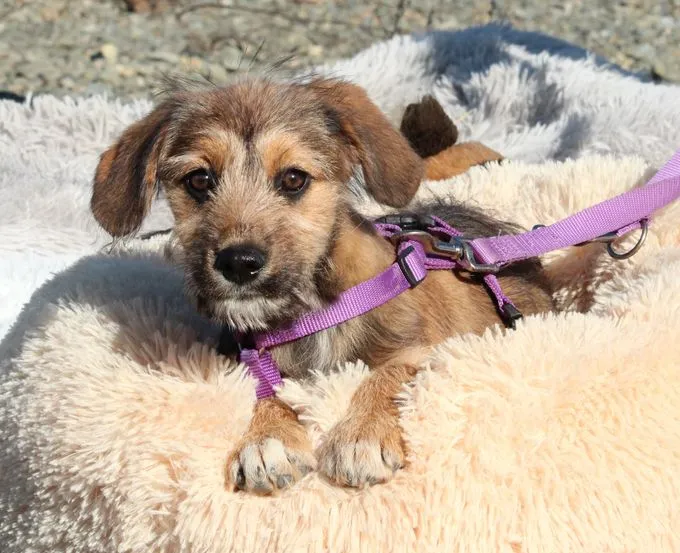 COCO - Mischling  zur Adoption