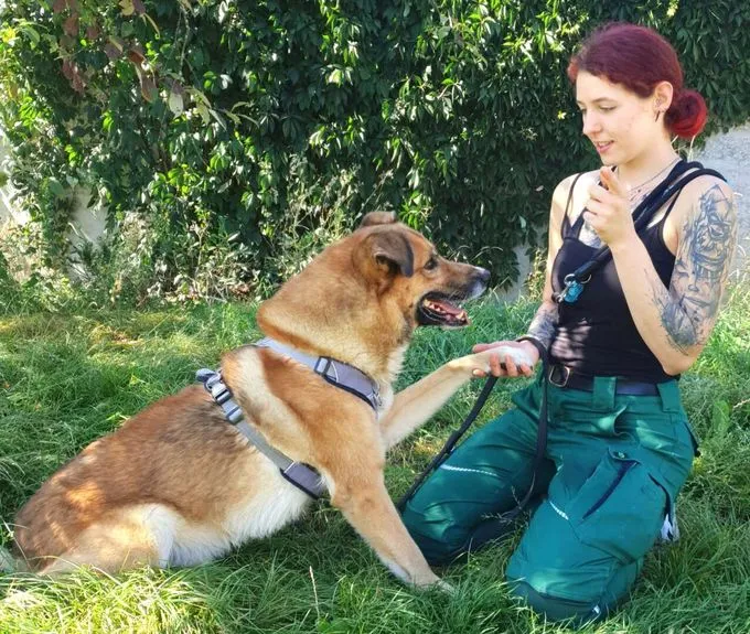 Hund aus Tierheim, Jewel | Schäferhund Mix Männlich
