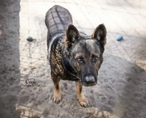 Dog from shelter, Cook | Schäferhund Male