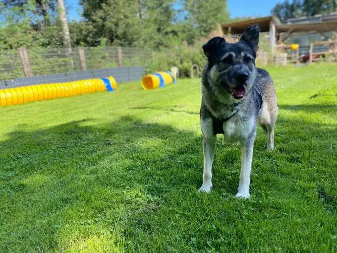 Dog from shelter, Taffy | Grau Braun Mischling Female