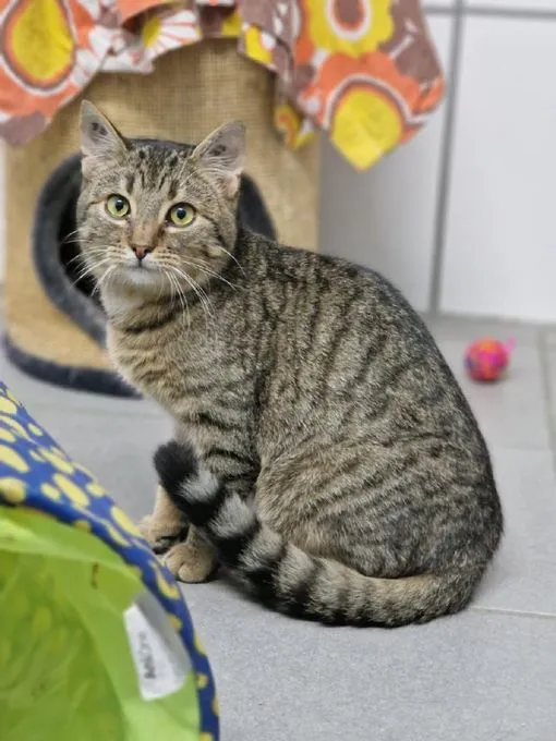 Egon - EKH zur Adoption
