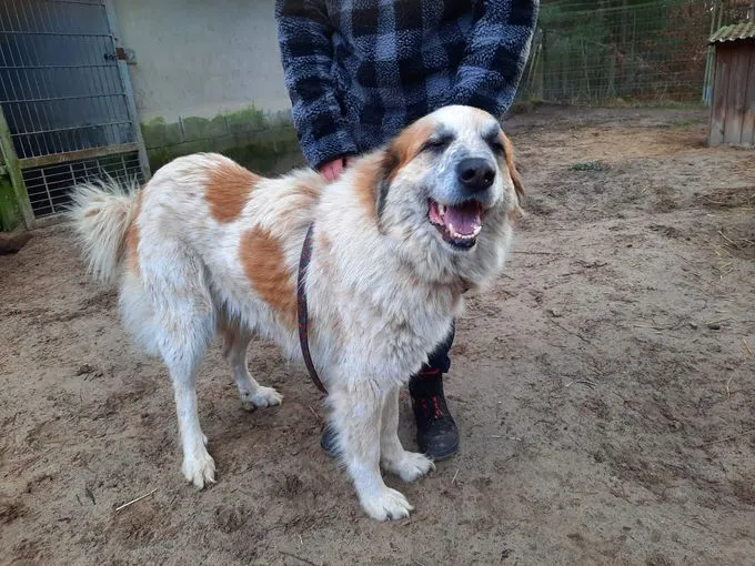 H25-008 Venus - Herdenschutzhund zur Adoption