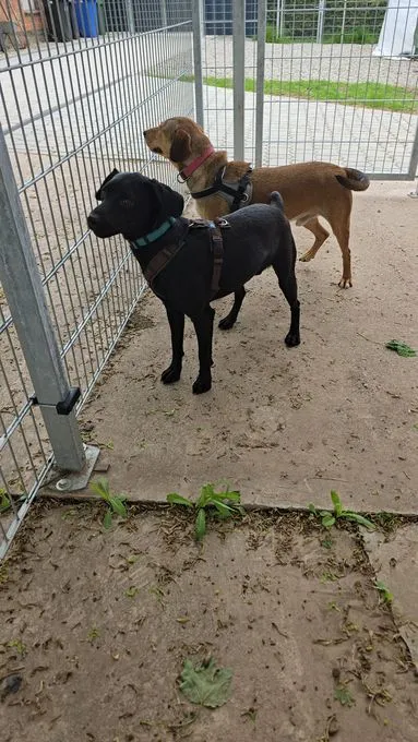 Dog from shelter, Timi Möchte Raus Und Lernen | Schwarz Mischling Male