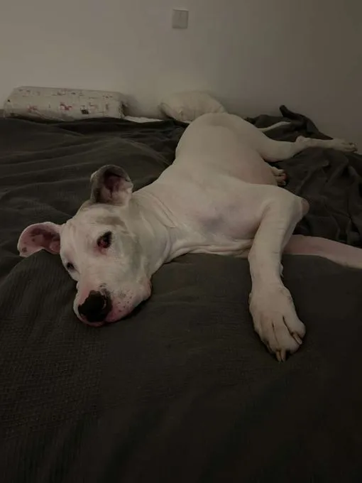 Hund aus Tierheim, Prinz | Deutsche Dogge Männlich