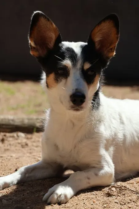 Dog from shelter, Jessy | Schwarz Weiß Jack Russel Terrier Mischling Female