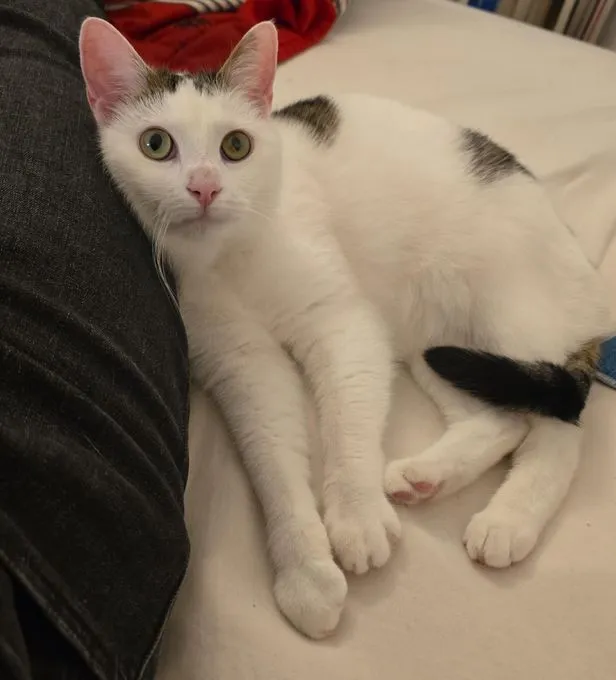 Moritz - EKH zur Adoption