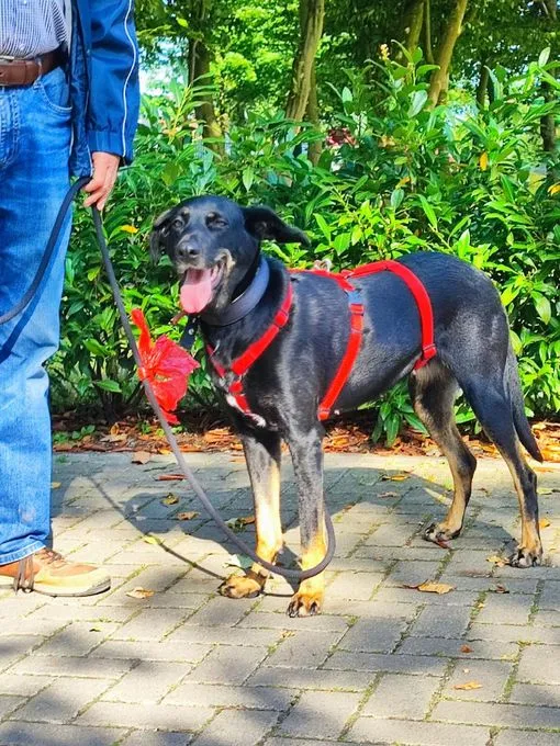 Dog from shelter, Nele | Schwarz Labrador Mix Female