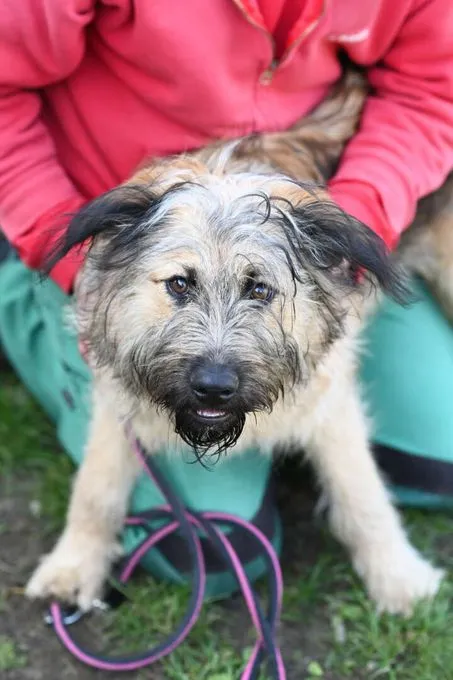 Dog from shelter, Grisu | Mischling Female