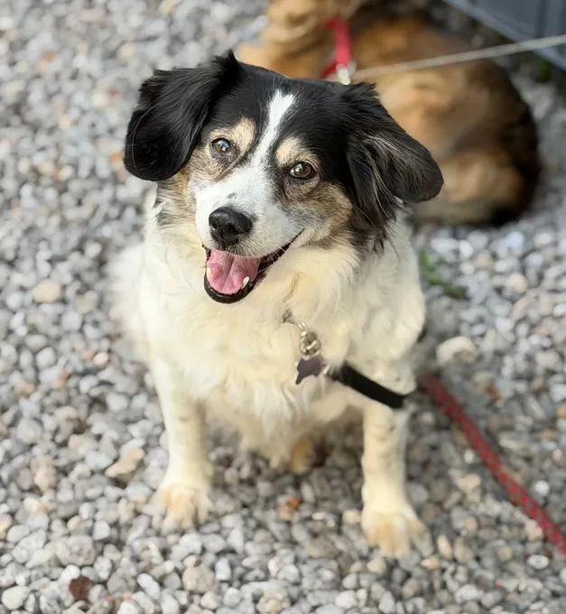 Lola - australian-shepherd-mix zur Adoption