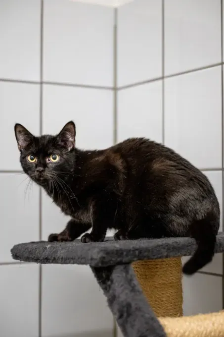 Cat from shelter, Aloha | Schwarz Ehk Male
