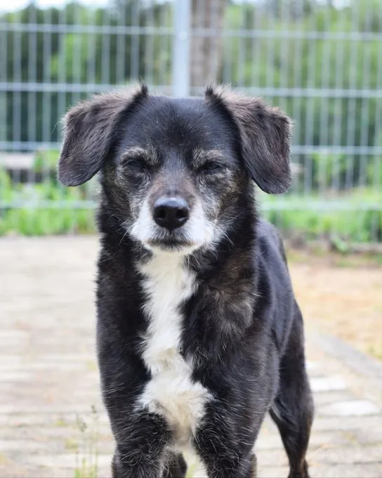 Sheila - mischling zur Adoption