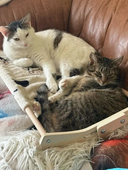 Lucky & Brigitte - europaeische-hauskatze zur Adoption