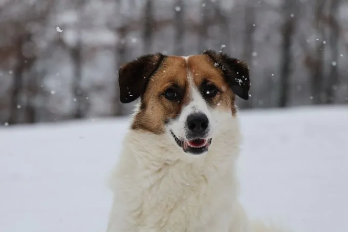 Marvel - Mischling zur Adoption