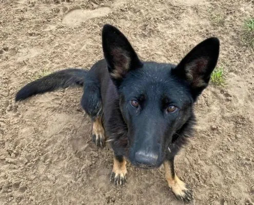 Dog from shelter, Kiki | Schäferhündin Female