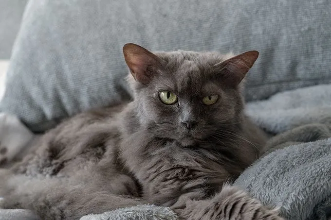 Zawadi - mischlingskatze zur Adoption