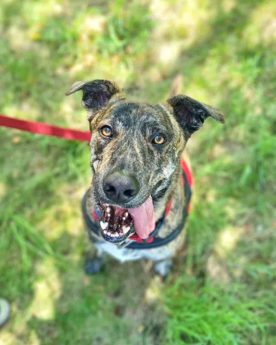 Dog from shelter, Milo | Jagdhund Mix Male