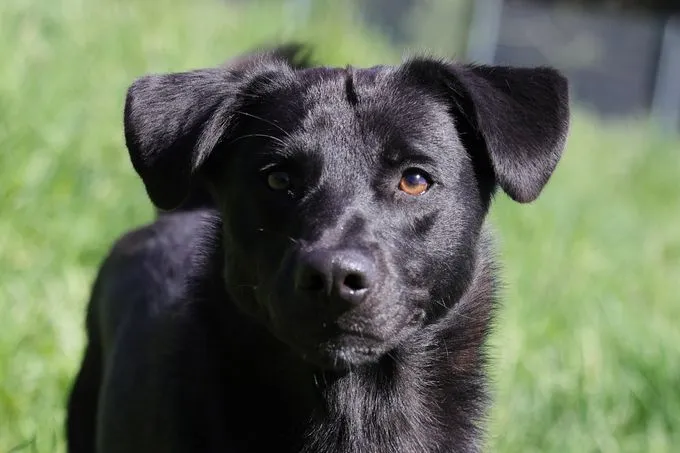 Dog from shelter, Benny | Schwarz Mischling Male