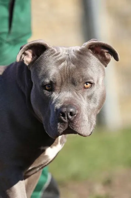 Dog from shelter, Ronny | Staffordshire Mix Male