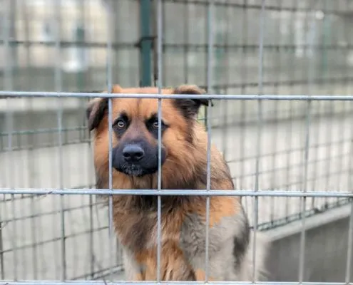 Dog from shelter, Spike | Hütehund Mix Male