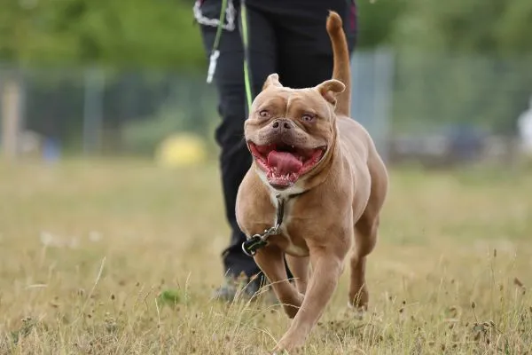 Dog from shelter, Joseph | English Bulldog Mix Male