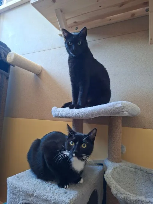 Artemis, Apollo und Ares  - ekh zur Adoption