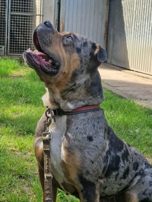 H25-024 Sheryll - American Bulldog zur Adoption