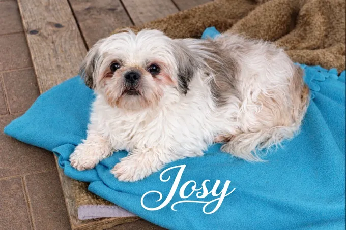 Josy & Kylie - Shih Tzu zur Adoption