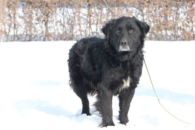 Sam - labrador-mix zur Adoption