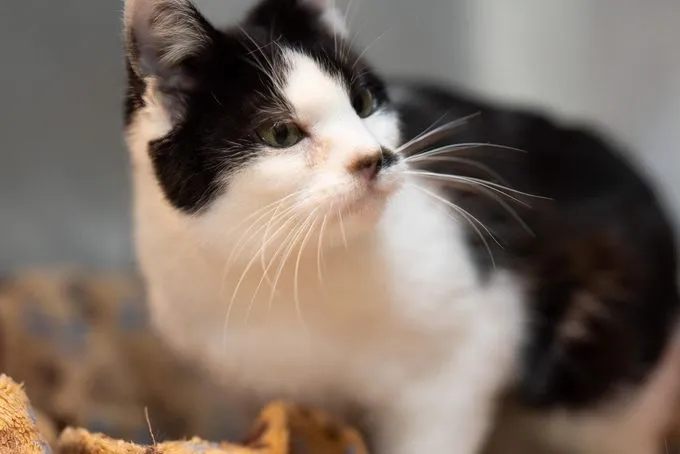 Cat from shelter, Juniper | Schwarz Weiß Ekh Female
