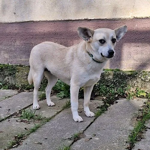 MIKA - mischling zur Adoption