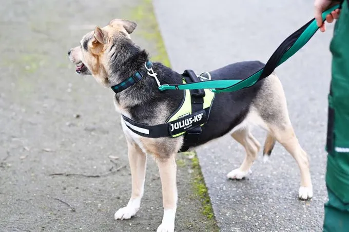 Hund aus Tierheim, Elsa | Schäferhund Mix Weiblich