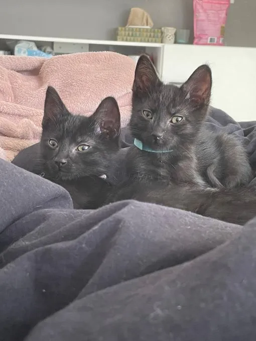 Castor & Pollux - EKH zur Adoption