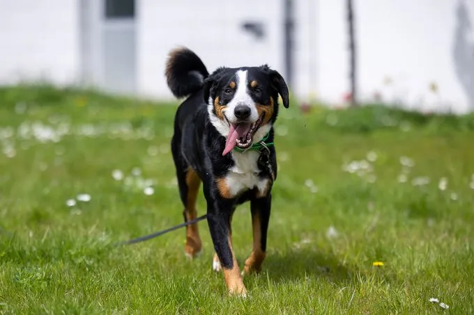 Dog from shelter, Sir Lancelot | Tricolor Appenzeller Sennenhund Male