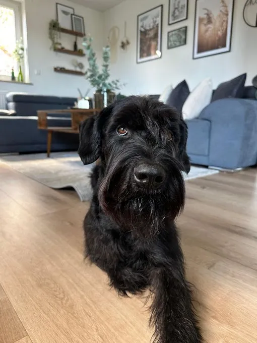 Iwoo - Riesenschnauzer zur Adoption