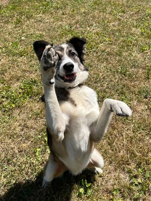 Dog from shelter, Elmo | Braun Schwarz Mischling Male