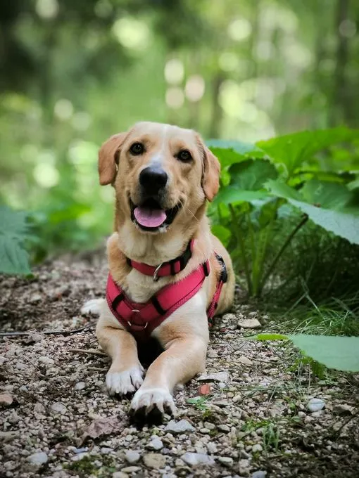 Dog from shelter, Oli | Hellbraun Dackel Labrador Mix Male