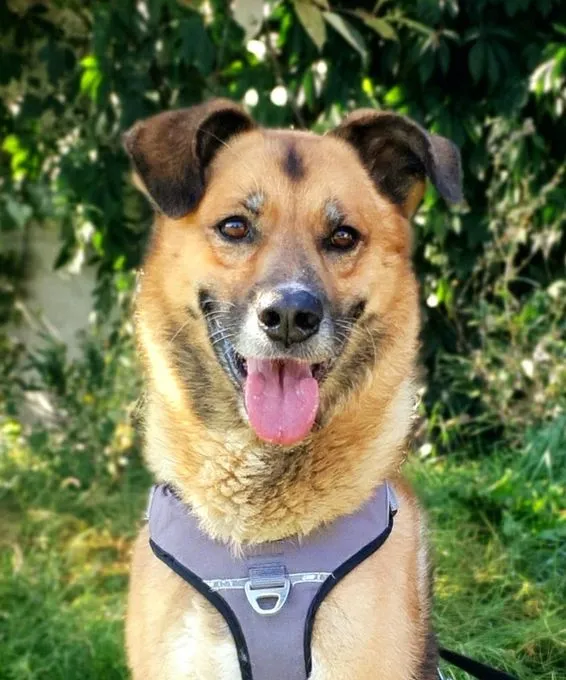 Hund aus Tierheim, Jewel | Schäferhund Mix Männlich