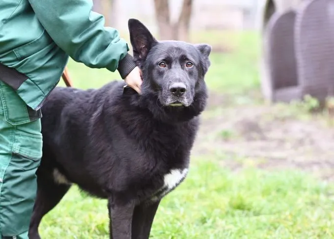 Dog from shelter, Bully | Dt Schäferhund Mix Male