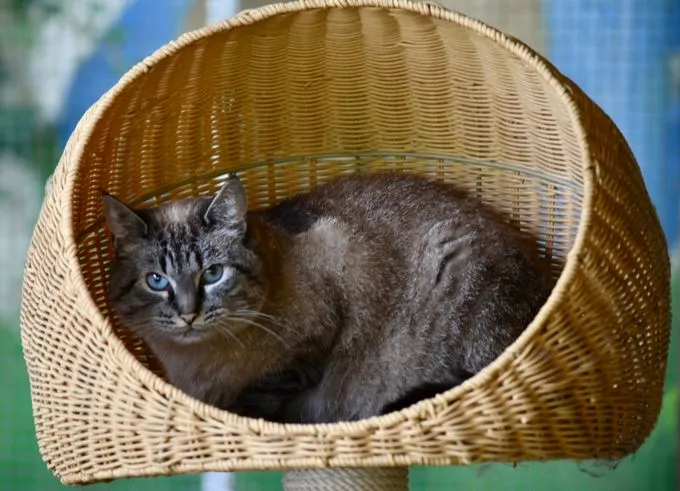 Ella - ekh zur Adoption