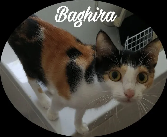 Katze aus Tierheim, Baghira | Tricolor Ekh Main Coon Mix Weiblich