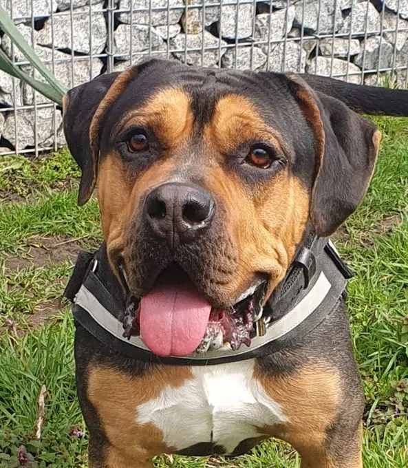 Dog from shelter, Eddy | Cane Corso Bulldog Mix Male