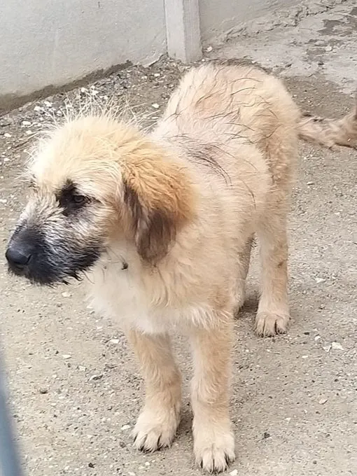 Hund aus Tierheim, Nanuk | Weiss Mischling Männlich